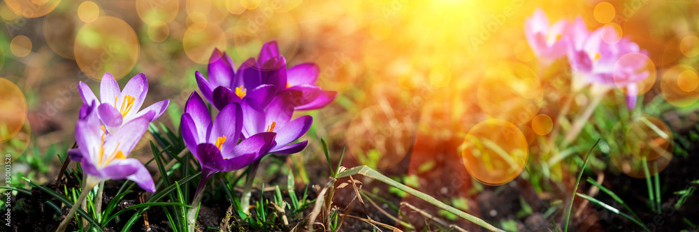 Banner 3:1. Close-up blooming purple crocus flowers on meadow under sun beams in spring time. Beautiful spring background. Selective focus - obrazy, fototapety, plakaty 