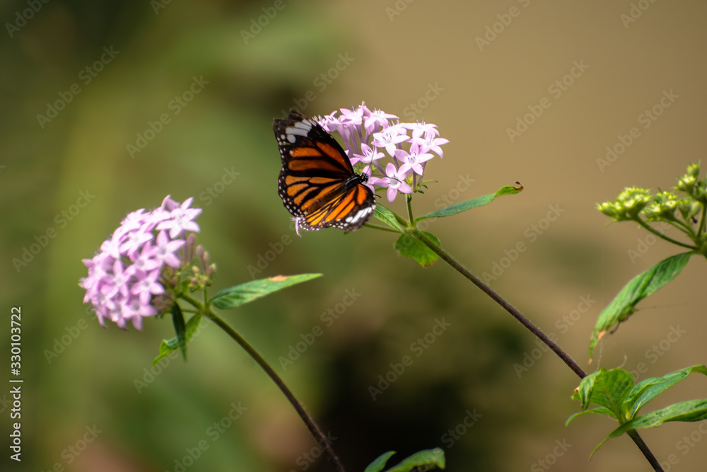 Different species of Butterflies on plants. Different species of Butterflies on plants.