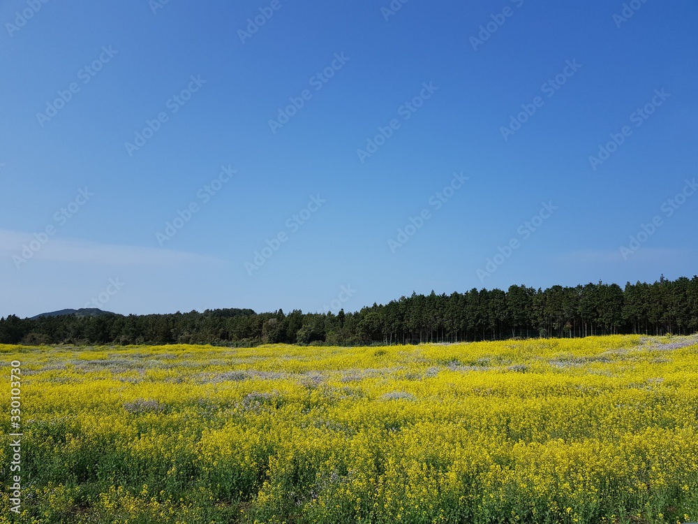 Fototapeta premium 제주도 유채꽃