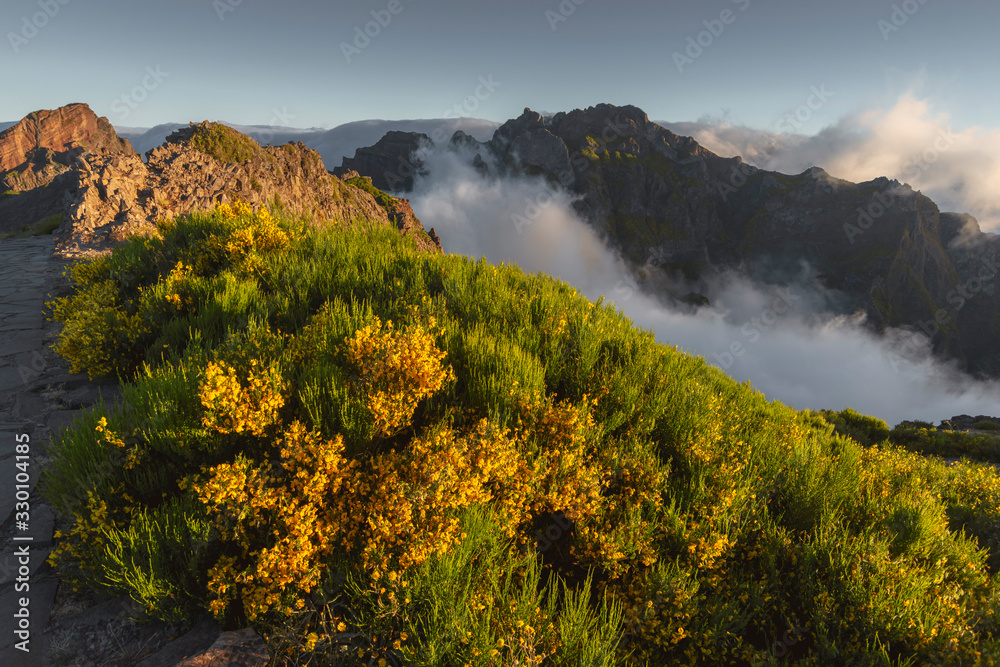 Fototapeta premium blossom alpine grasses