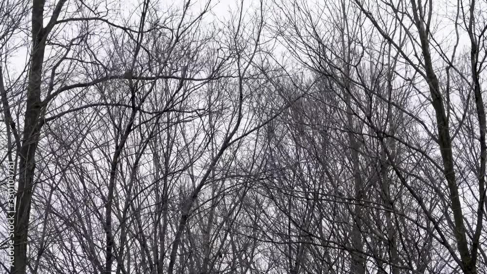 Silhouette of a trees blowing in a wind storm Silhouette of a trees blowing in a wind storm