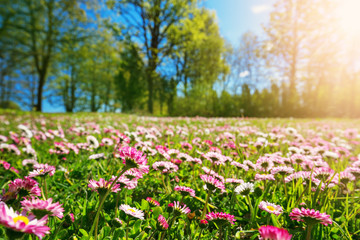 Foto auf Acrylglas Gelb Wiese mit vielen weißen und rosa Gänseblümchenblumen im sonnigen Tag  © candy1812