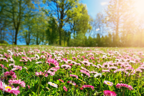 Meadow with lots of white and pink spring daisy flowers in sunny day photo