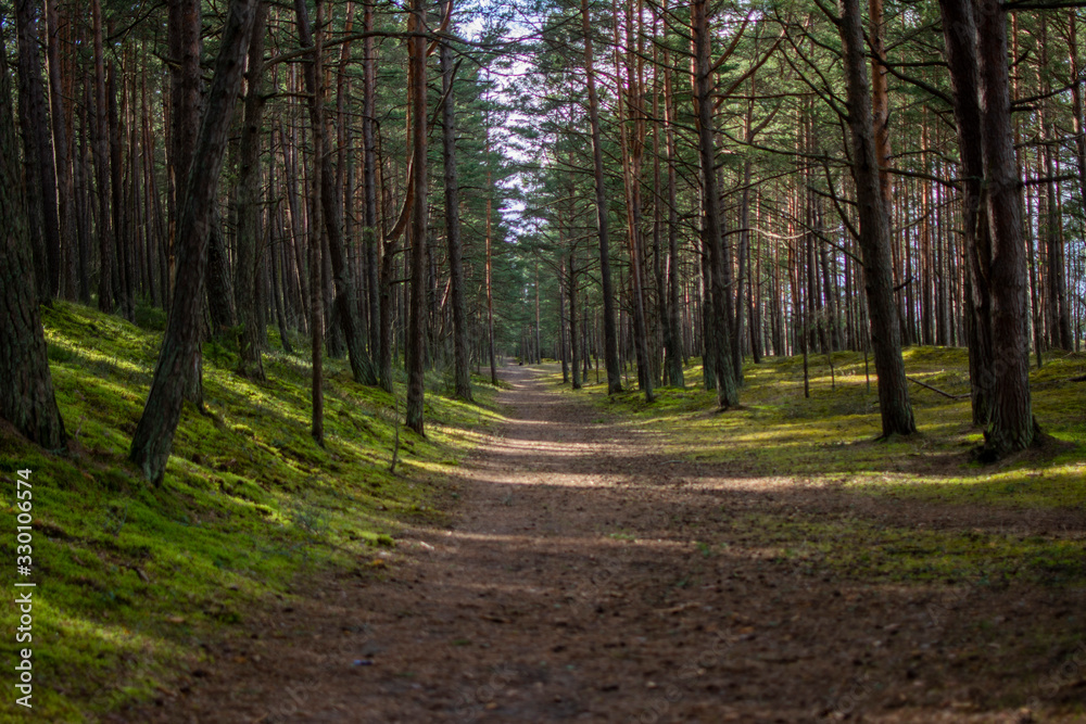 Fototapeta premium Forest