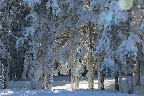 trees in winter