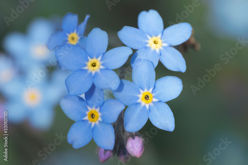 Spring blue forget-me-not flowers. Closeup of Myosotis sylvatica, little blue flowers on a blurred background © Oksana