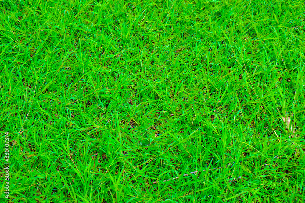 Green grass texture botanic background Green grass texture botanic background