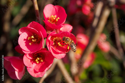 Tableau sur toile Honey bee on  Cydonia or Chaenomeles japonica  flower
