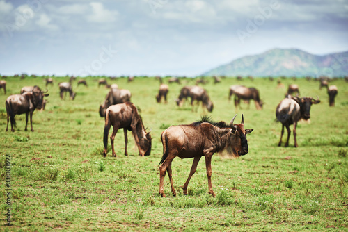 A herd of wildebeests in Africa