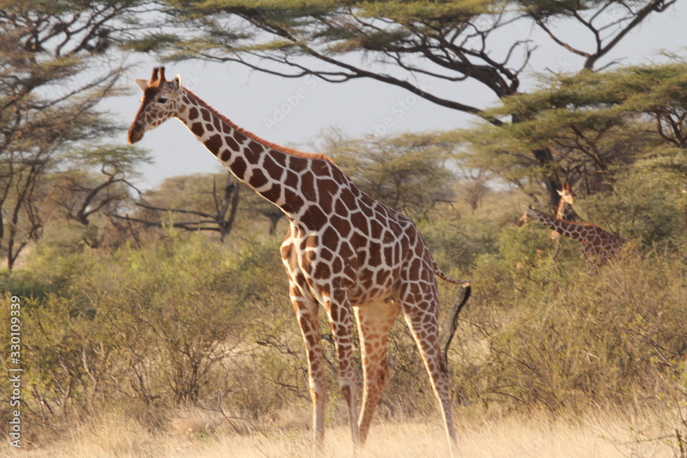 Obraz premium Giraffe among Tall Green Trees