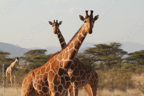 Photography Giraffes Grazing on Dried Grassland