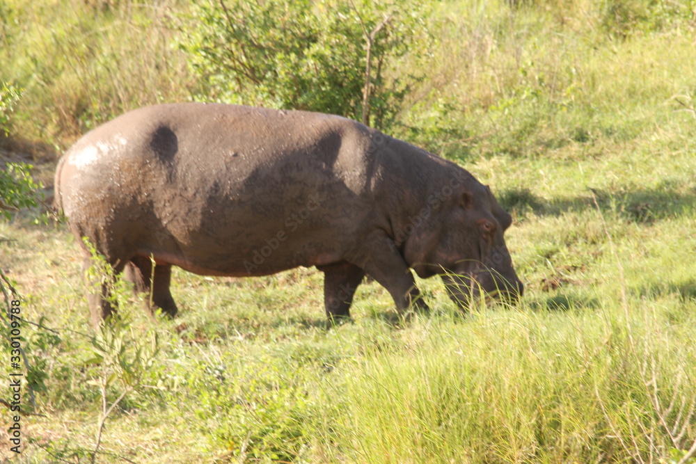 Fototapeta premium Hippopotamus on Grassland Near View