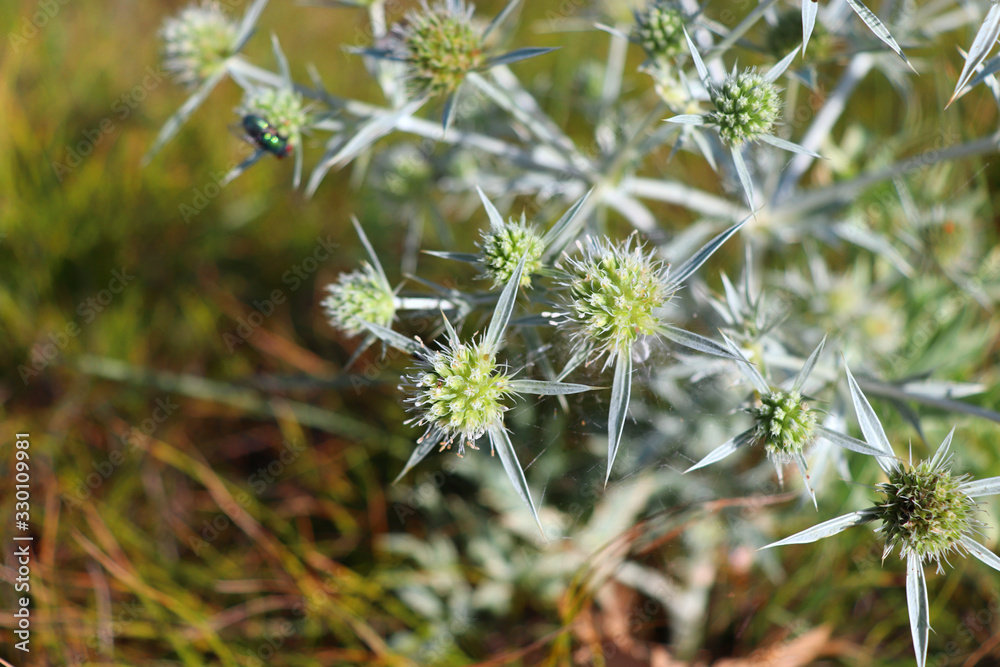 In the wild grows a thistle Eryngium campestre, known as field eryngo. It is a species of Eryngium, which is used medicinally. In the wild grows a thistle Eryngium campestre, known as field eryngo. It is a species of Eryngium, which is used medicinally.