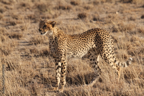 Hunting Cheetah looking left Near View