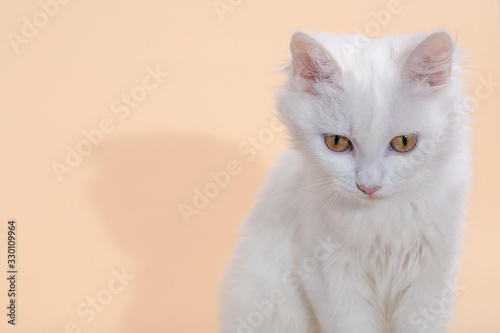 White cat with different eyes lying on a chair © mironovm