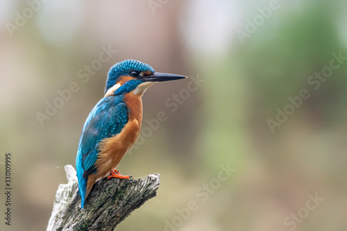 Common Kingfisher (Alcedo atthis) sitting on a branch above a pool in the forest of Overijssel (Twente) in the Netherlands. Green bokeh background. Copy space.