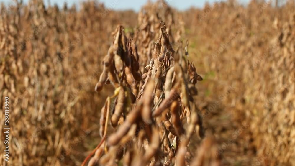 Agriculture, beautiful image of soy in the field before harvesting the smooth side movement with swaying of the wind, detail in the soybean pods, ripe soybeans for harvest. Agriculture, beautiful image of soy in the field before harvesting the smooth side movement with swaying of the wind, detail in the soybean pods, ripe soybeans for harvest.