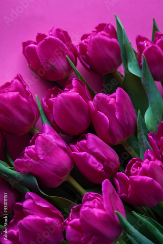 lovely pink tulips
