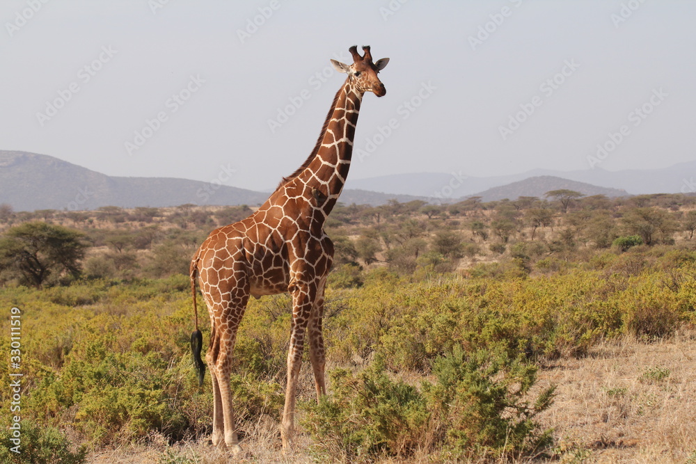 Obraz premium Lone Giraffe Watching on a Hill