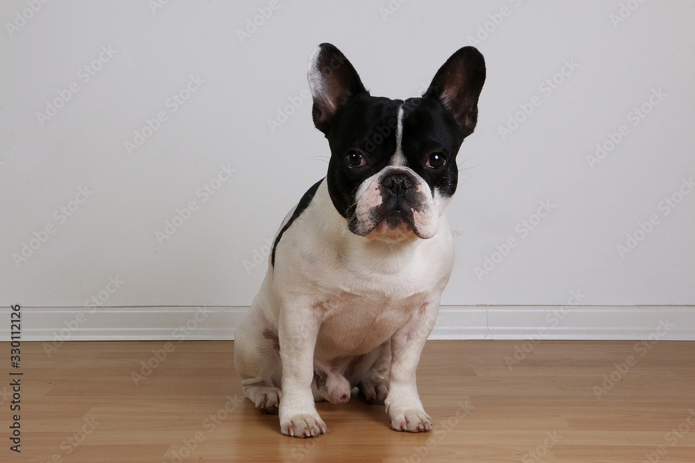 beautiful black and white french bulldog is sitting in the living room on the floor