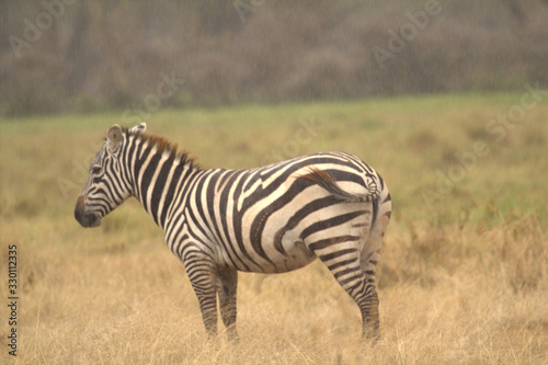 Standing Zebra on Dry Grassland