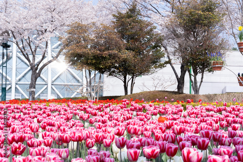 Wallpaper Mural tulips in the park Torontodigital.ca