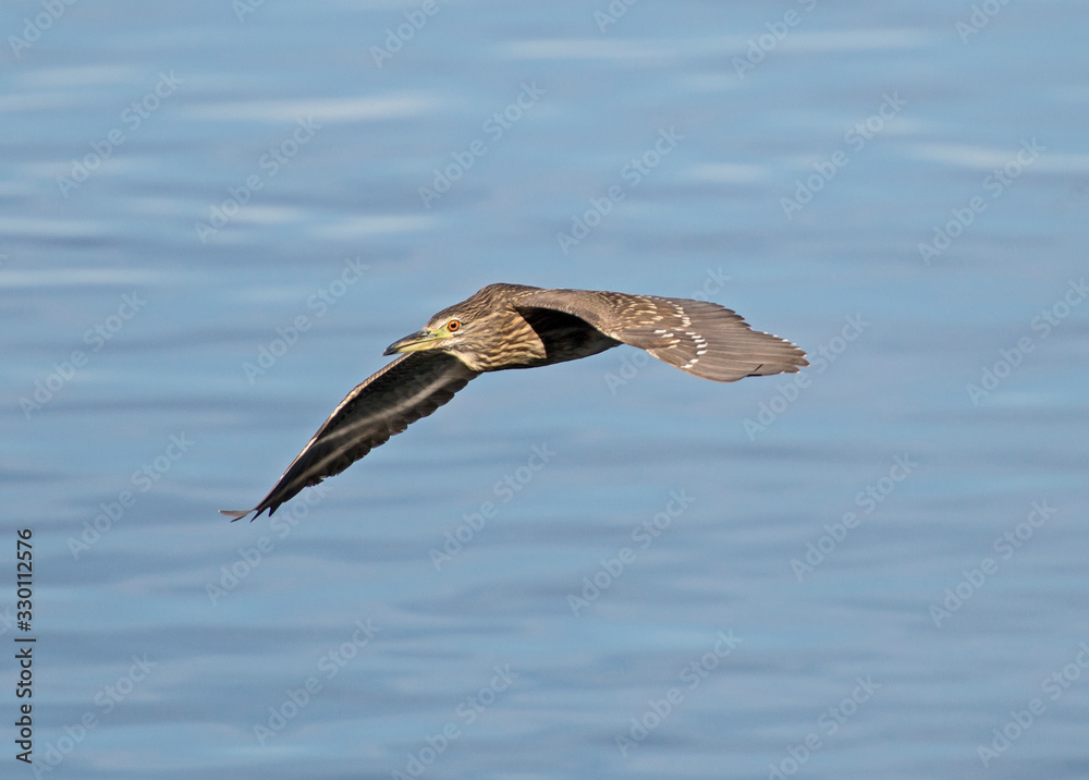 Juvenile night heron in flight over rural river