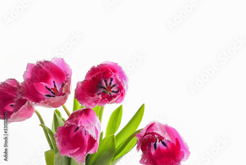Tulips on a white background, bouquet, isolated. Spring floral background. Greeting card concept for a woman.