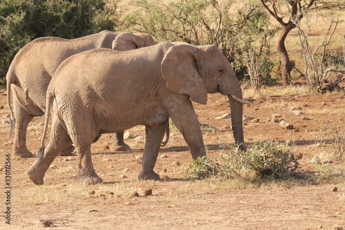 Two African Elephants Searching for Food