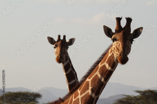 Photography Two Giraffes Front Pose with Hills