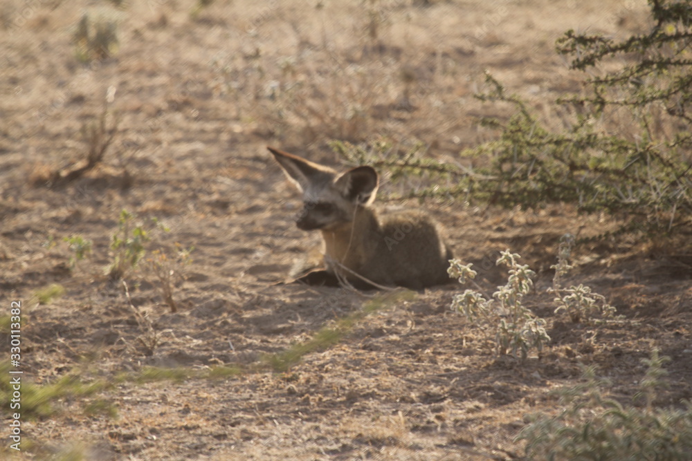 Animal Sitting on Dry Land Animal Sitting on Dry Land