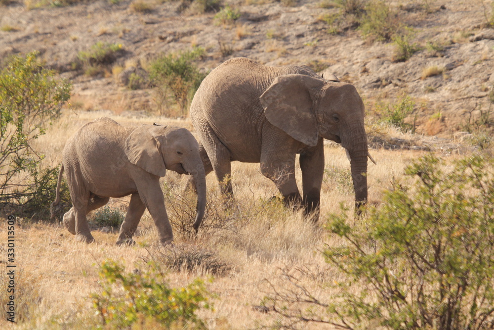 Fototapeta premium Baby and Mother Elephants Grazing