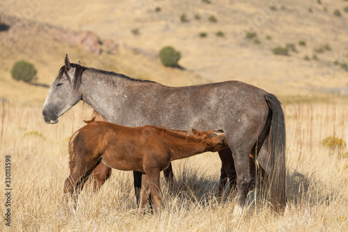 Wild Horses in Fall in the Utah Desert © natureguy