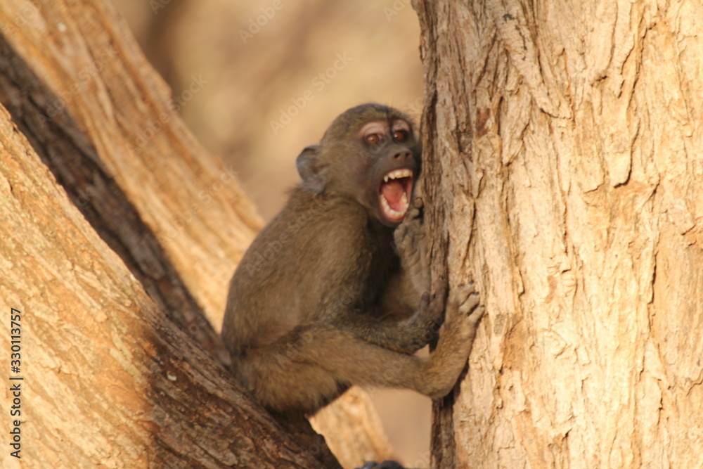 Baby Monkey Sitting and Growling on Tree