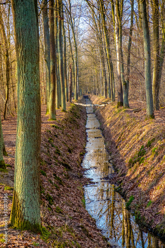 Drainage ditch in a mixed European wood with thicket of deciduous and coniferous trees in snowless winter season in Las Kabacki Forest in Mazovia region near Warsaw, Poland photo