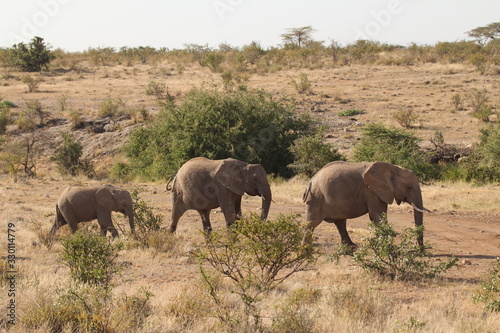 Elephant Family Grazing on Grassland