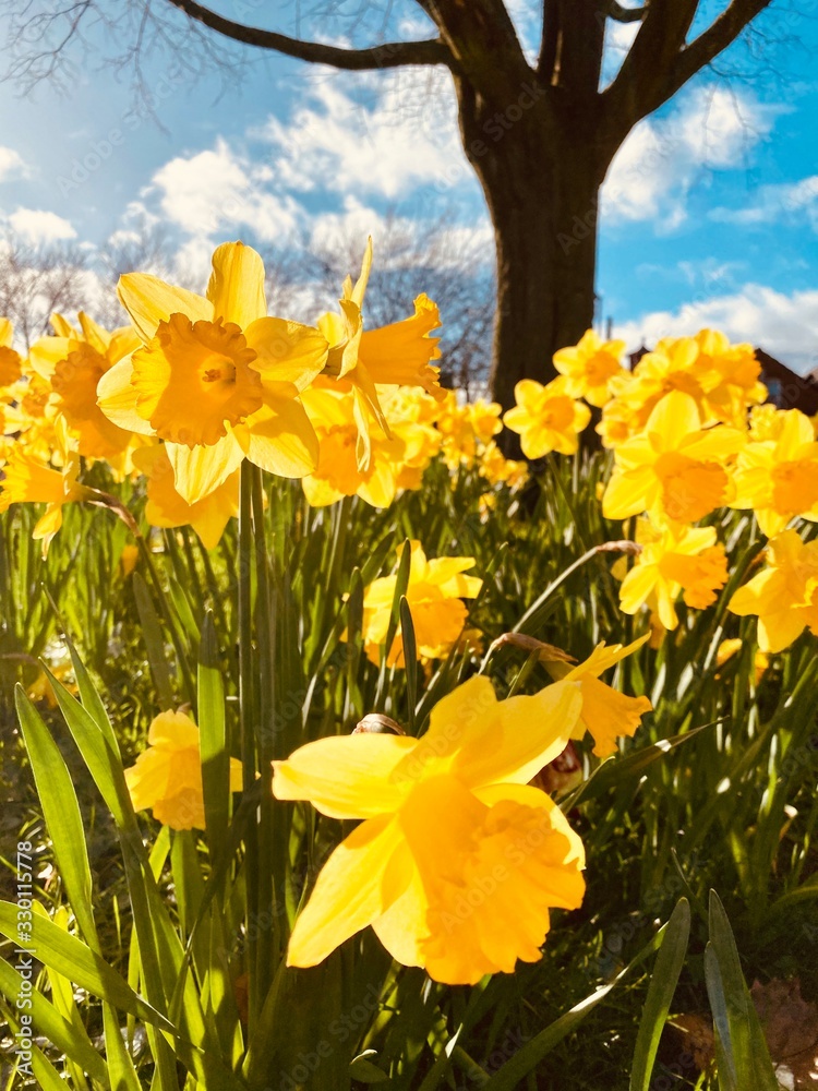 Fototapeta premium Sprinng daffodils in derby town