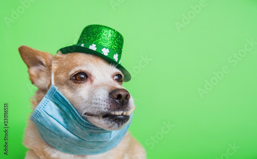 Cute dog in Leprechaun wearing protective face mask on a green background. March 17, happy st patricks day Coronavirus concept Pandemic quarantine