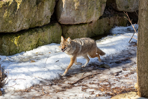 The coyote (Canis latrans) is native animal to North America photo