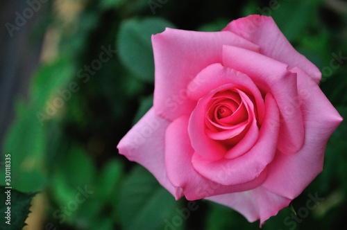 Sweet pink rose in garden​ at​ Royal Agricultural Station Angkhang, Pak Pai village A.Fang, Chiangmai Province, Thailand