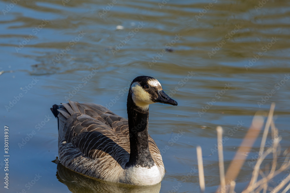 Canada goose with partial leucism