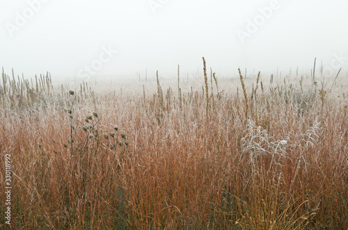 Landscape of frosted  autumn tall grass prairie in fog  Fort Custer State Park  Michigan  USA