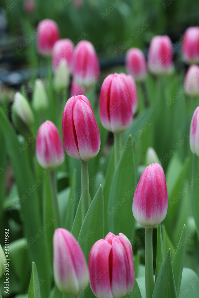 Fototapeta premium Pink tulips on field