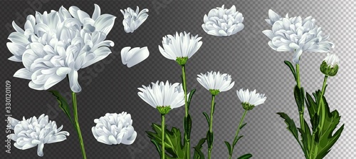 Vászonkép Daisy flower vector background