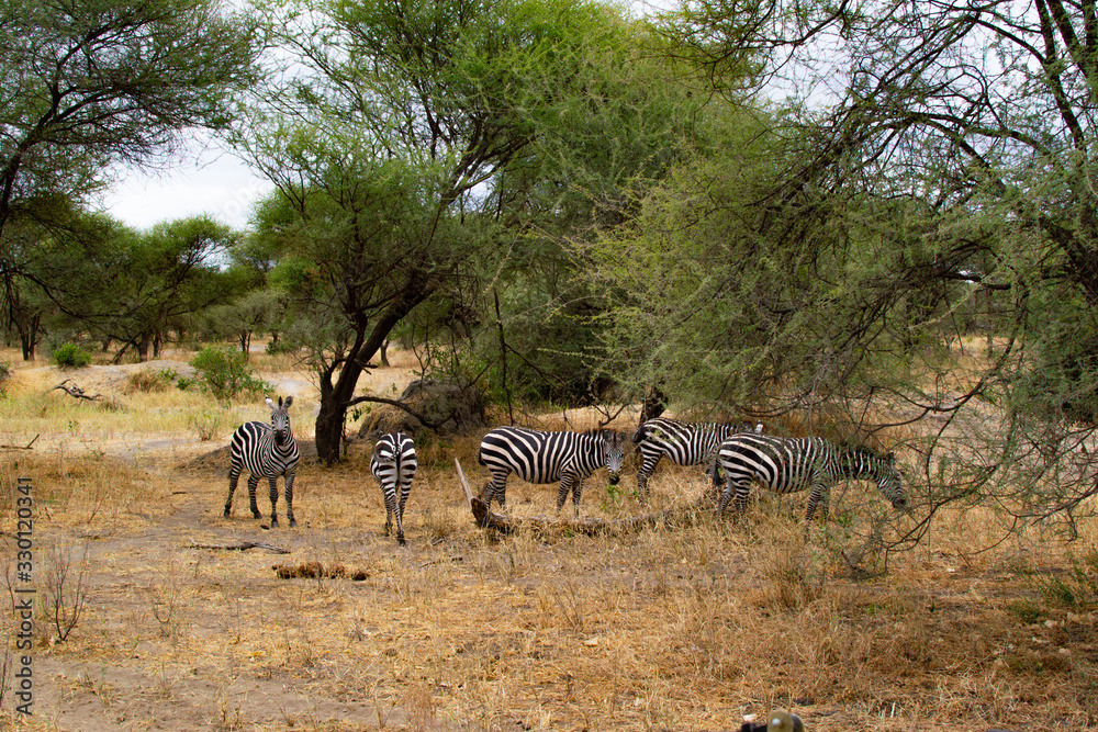 Φωτογραφία Group of zebras between acacias on the yellow savanna of Tarangire National Park