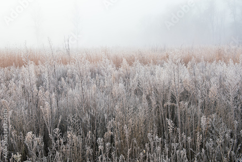 Frosted autumn tall grass prairie in fog, Fort Custer State Park, Michigan, USA
