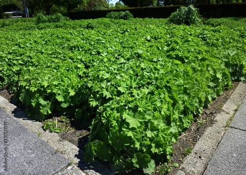 Lady's Mantle or Alchemilla mollis plants, growing in the garden. It is a genus of herbaceous perennial plants, in the family Rosaceae. photo