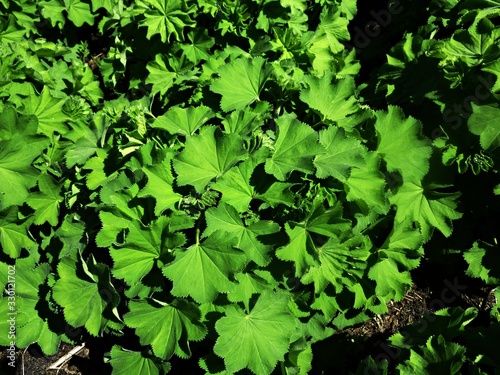 Canvas Print Lady's Mantle or Alchemilla mollis plants, growing in the garden