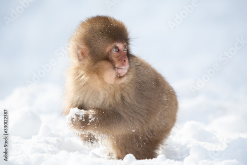 Bild auf Leinwand snow monkey 子どもの猿