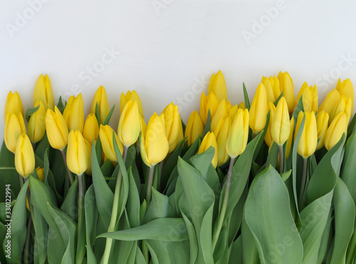 Yellow tulips on white